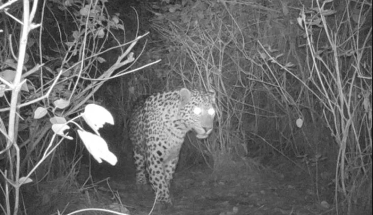 Leopard Caught in DHA Phase 2 Islamabad is Safe and Secure But Unfortunate for Two Leopard Cubs in KPK.