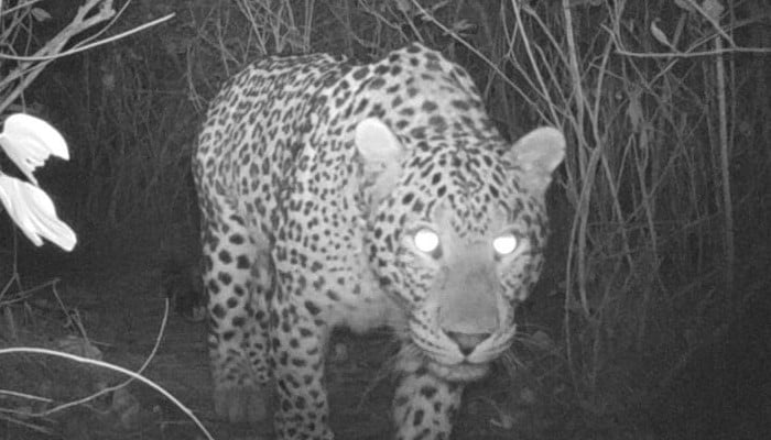 Complete Story OF Leopard Found In DHA Phase 2 Islamabad With More ...